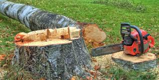 Best Arborist Consultation Services  in Dos Palos, CA