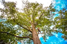 Best Pest Control for Lawns  in Dos Palos, CA