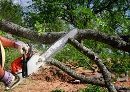 Best Leaf Removal  in Dos Palos, CA