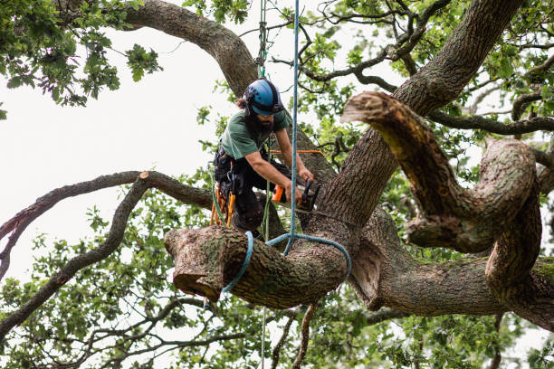 Best Fruit Tree Pruning  in Dos Palos, CA