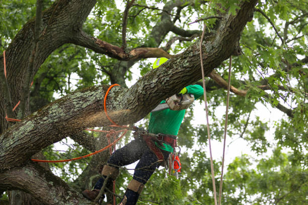 Best Tree Preservation Services  in Dos Palos, CA
