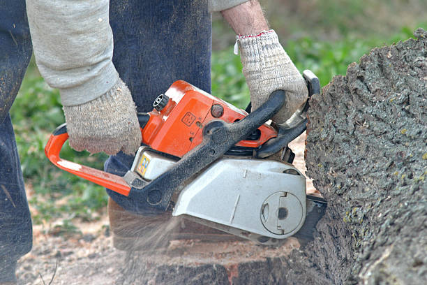 Best Tree Health Inspection  in Dos Palos, CA