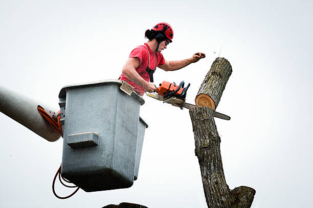 Best Tree Cabling and Bracing  in Dos Palos, CA