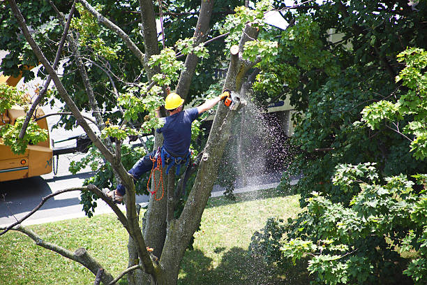 Best Tree Removal  in Dos Palos, CA