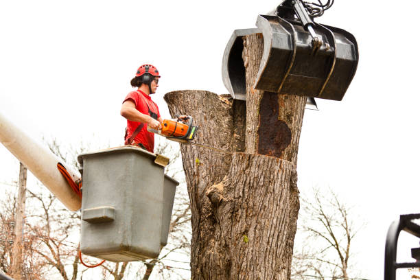 Best Tree Maintenance Programs  in Dos Palos, CA