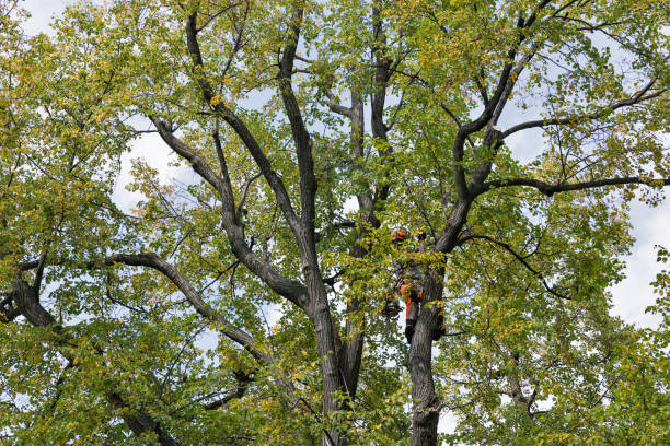 How Our Tree Care Process Works  in  Dos Palos, CA